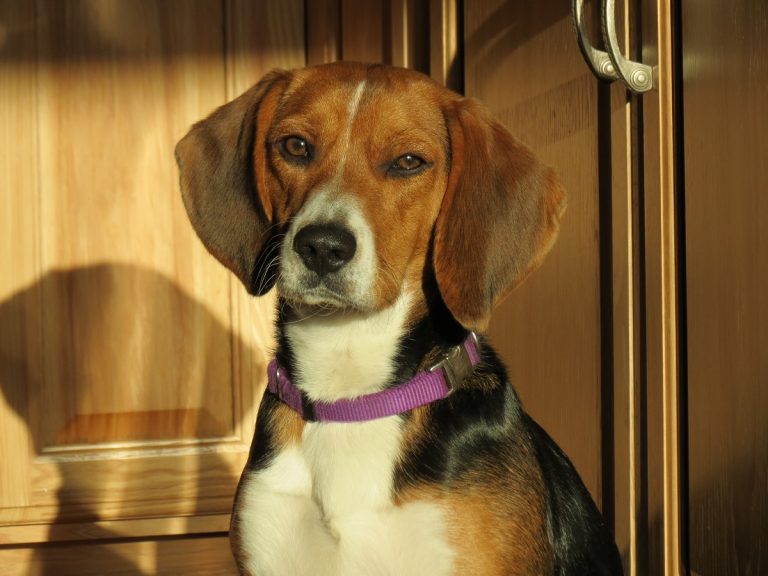 Our Veterinary Team York Veterinarian York Animal Hospital